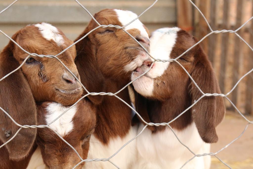 Gourits River Guest Farm Albertinia Exterior foto